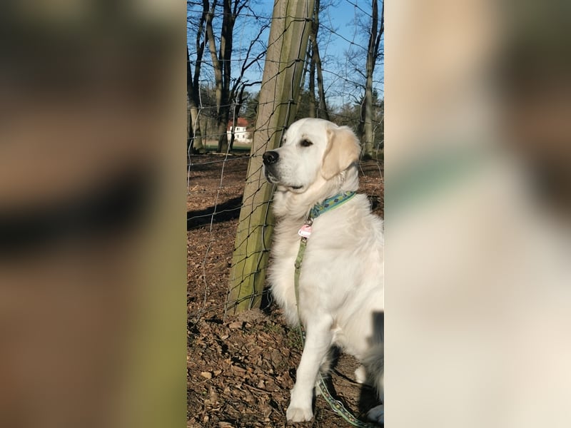 DECKRÜDE Golden Retriever CREME, Sami Benji von der Friedenseiche