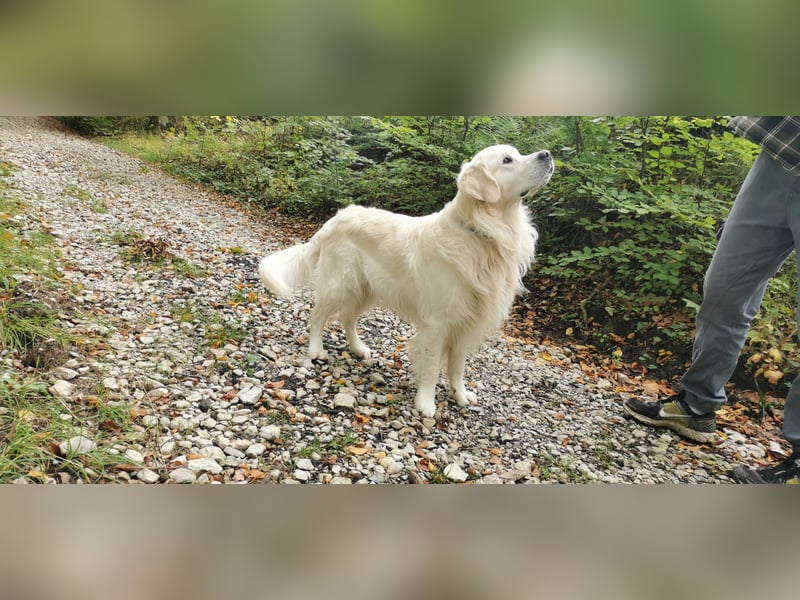 DECKRÜDE Golden Retriever CREME, Sami Benji von der Friedenseiche