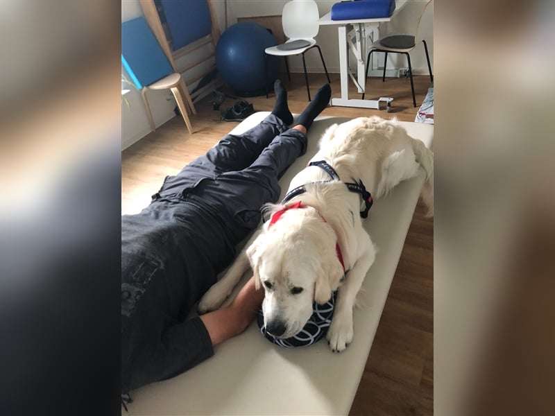 DECKRÜDE Golden Retriever CREME, Sami Benji von der Friedenseiche