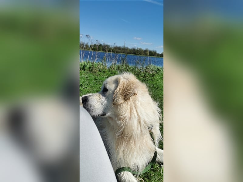 DECKRÜDE Golden Retriever CREME, Sami Benji von der Friedenseiche
