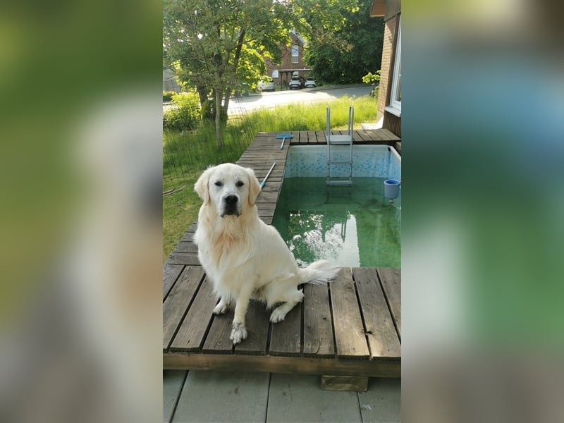 DECKRÜDE Golden Retriever CREME, Sami Benji von der Friedenseiche