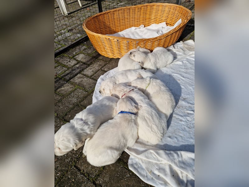 DECKRÜDE Golden Retriever CREME, Sami Benji von der Friedenseiche