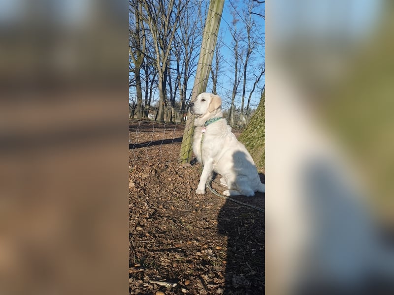 DECKRÜDE Golden Retriever CREME, Sami Benji von der Friedenseiche