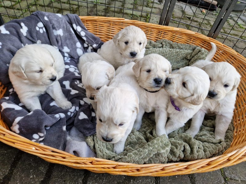DECKRÜDE Golden Retriever CREME, Sami Benji von der Friedenseiche