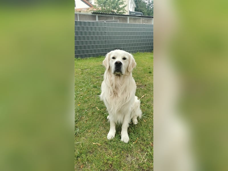 DECKRÜDE Golden Retriever CREME, Sami Benji von der Friedenseiche