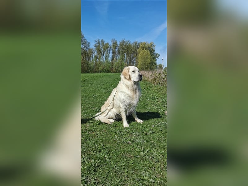 DECKRÜDE Golden Retriever CREME, Sami Benji von der Friedenseiche