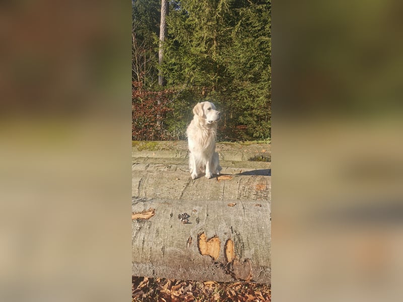 DECKRÜDE Golden Retriever CREME, Sami Benji von der Friedenseiche
