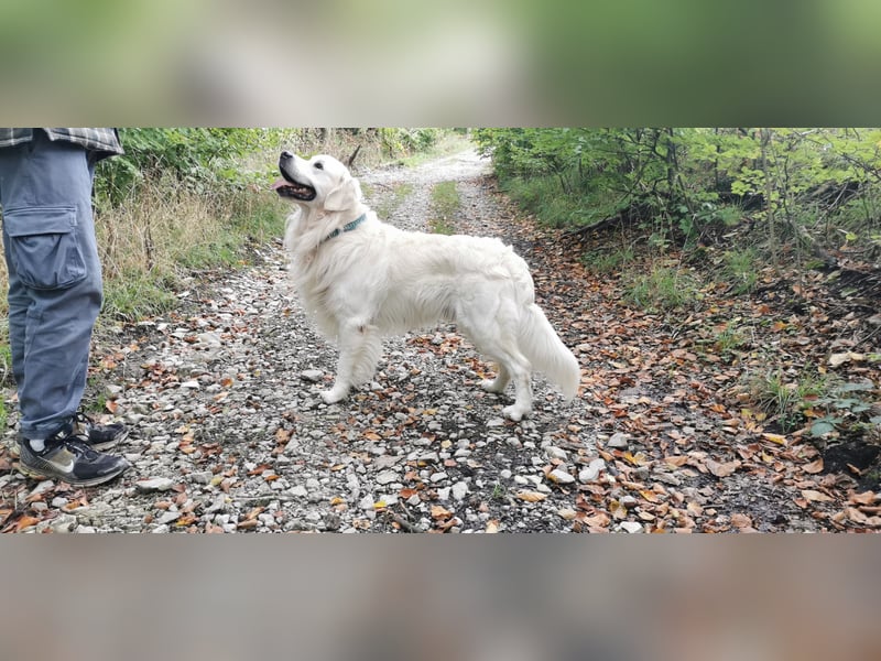 DECKRÜDE Golden Retriever CREME, Sami Benji von der Friedenseiche