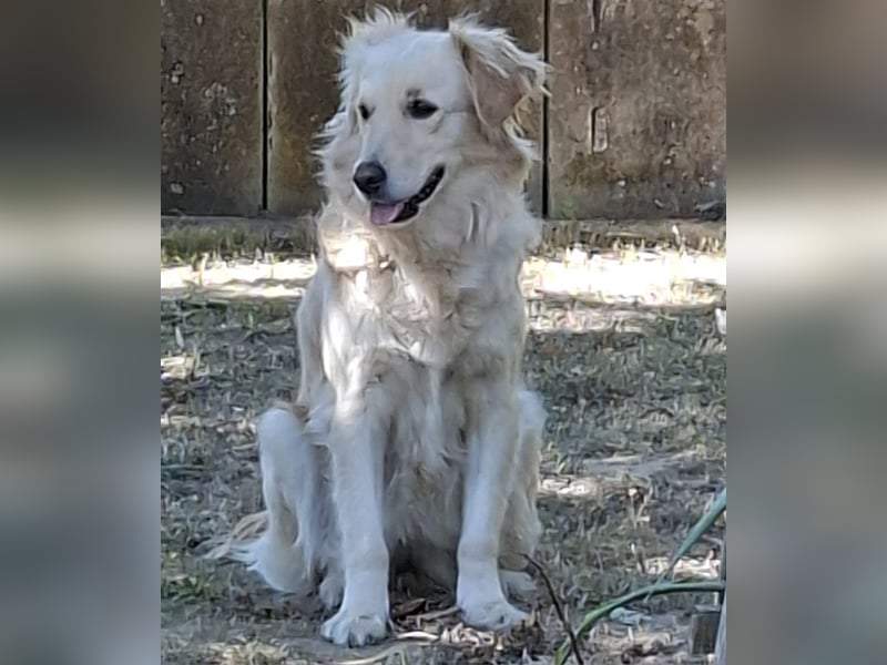 TAMI ❤️ Golden Retriever Dame, Pflegefamilie Bad Vilbel