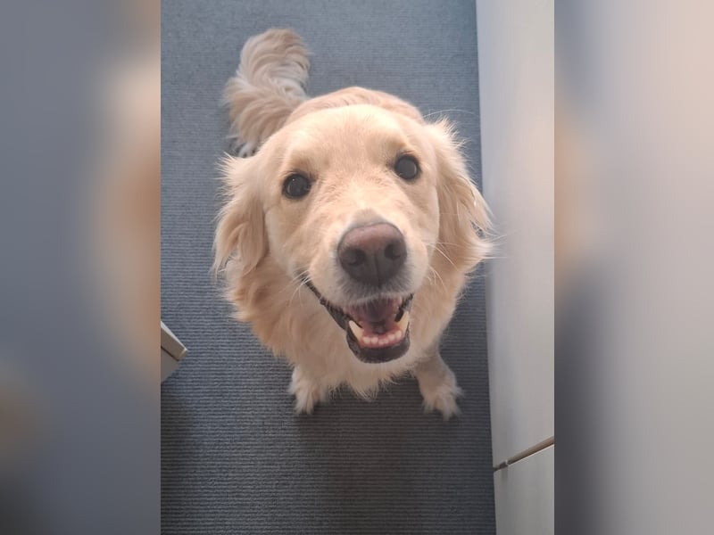 TAMI ❤️ Golden Retriever Dame, Pflegefamilie Bad Vilbel