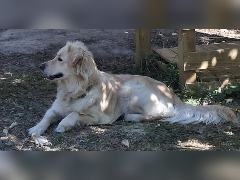 TAMI ❤️ Golden Retriever Dame, Pflegefamilie Bad Vilbel