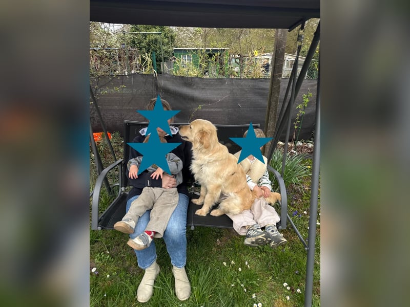 TAMI ❤️ Golden Retriever Dame, Pflegefamilie Bad Vilbel