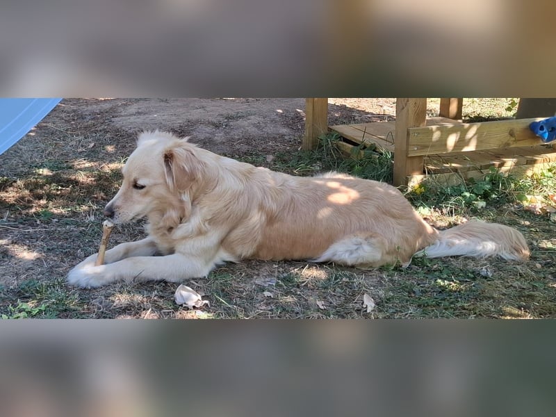 TAMI ❤️ Golden Retriever Dame, Pflegefamilie Bad Vilbel