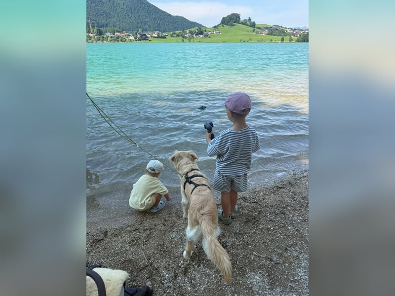 TAMI ❤️ Golden Retriever Dame, Pflegefamilie Bad Vilbel