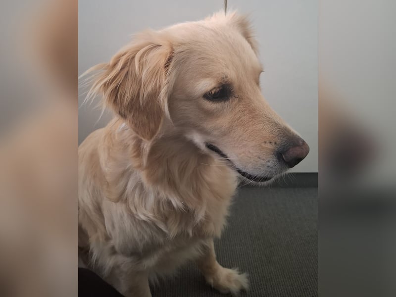 TAMI ❤️ Golden Retriever Dame, Pflegefamilie Bad Vilbel