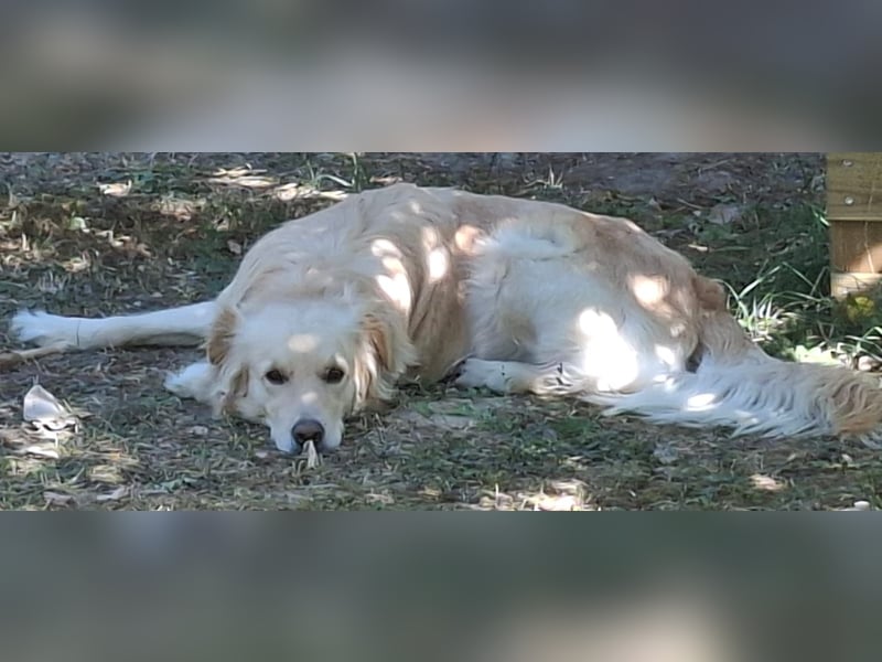 TAMI ❤️ Golden Retriever Dame, Pflegefamilie Bad Vilbel