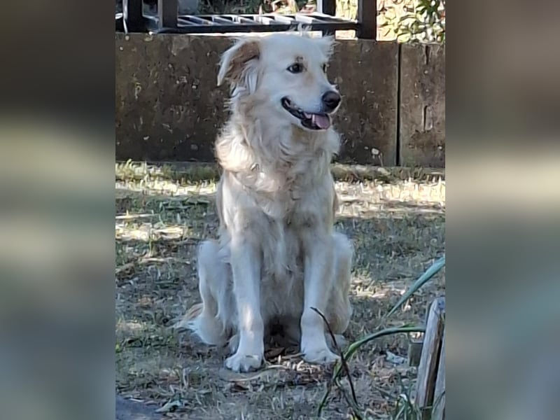 TAMI ❤️ Golden Retriever Dame, Pflegefamilie Bad Vilbel