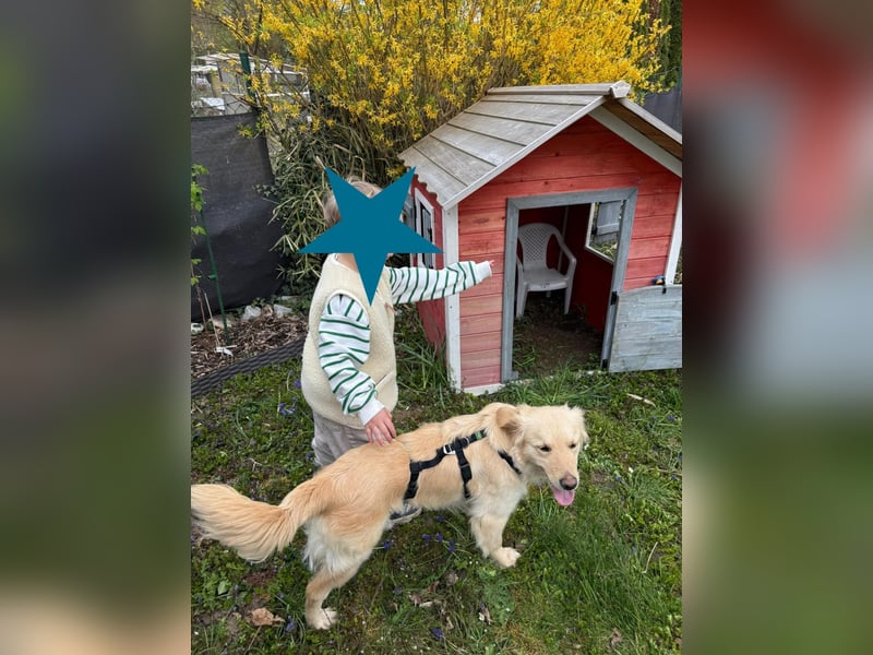 TAMI ❤️ Golden Retriever Dame, Pflegefamilie Bad Vilbel