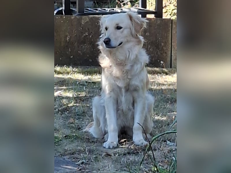 TAMI ❤️ Golden Retriever Dame, Pflegefamilie Bad Vilbel