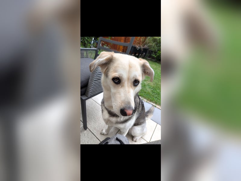  Emma sucht ihr Für-Immer-Zuhause!