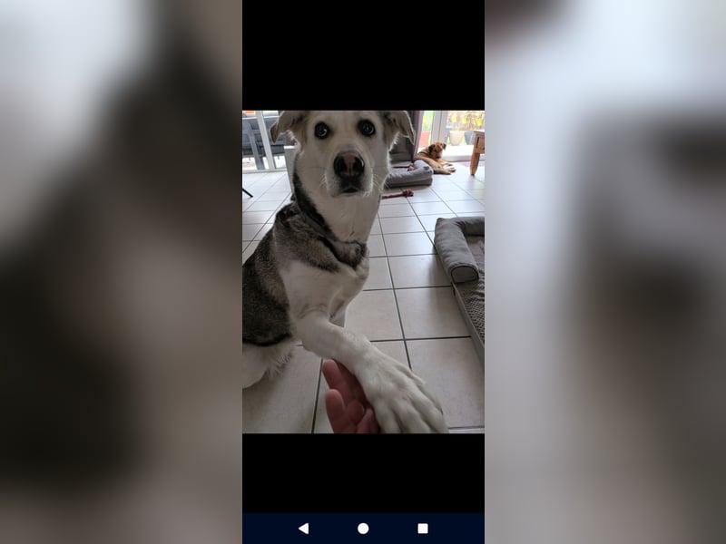  Emma sucht ihr Für-Immer-Zuhause!