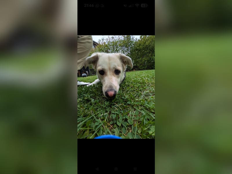  Emma sucht ihr Für-Immer-Zuhause!