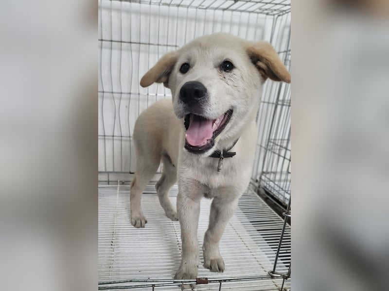 lebhafter freundlicher Golden Retriever, süß, süßer Kyeoni