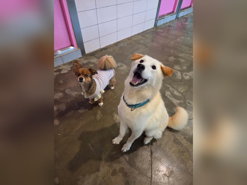 lebhafter freundlicher Golden Retriever, süß, süßer Kyeoni