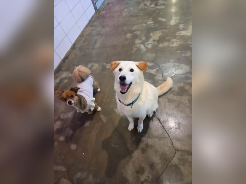 lebhafter freundlicher Golden Retriever, süß, süßer Kyeoni