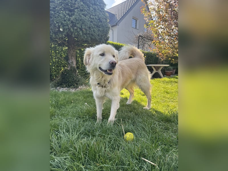 Kuscheljunge Medo sucht seine Familie!