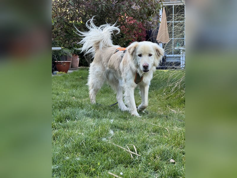 Kuscheljunge Medo sucht seine Familie!