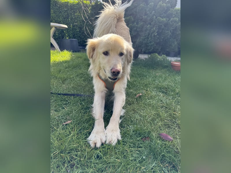 Kuscheljunge Medo sucht seine Familie!