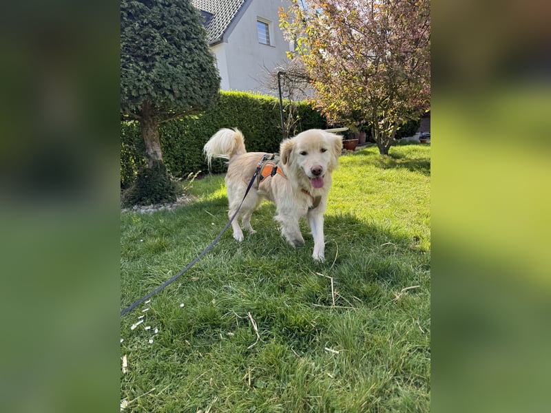 Kuscheljunge Medo sucht seine Familie!