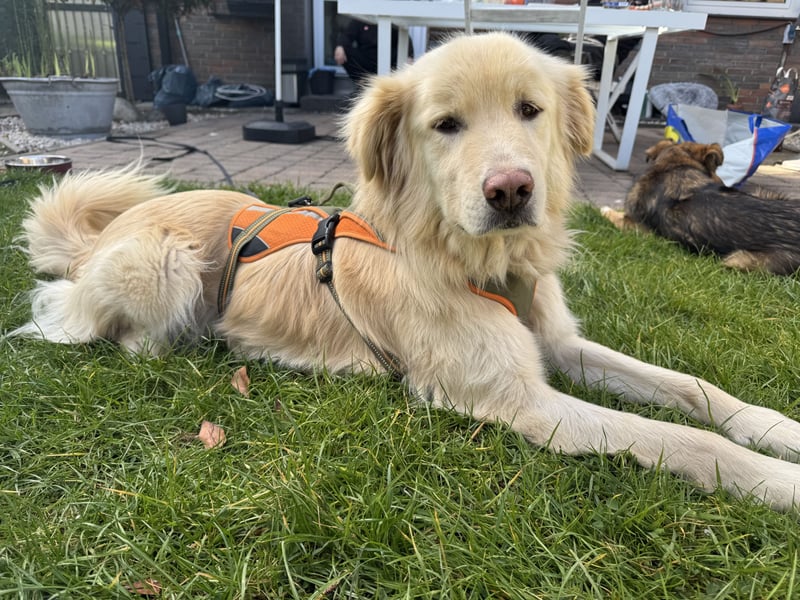 Kuscheljunge Medo sucht seine Familie!