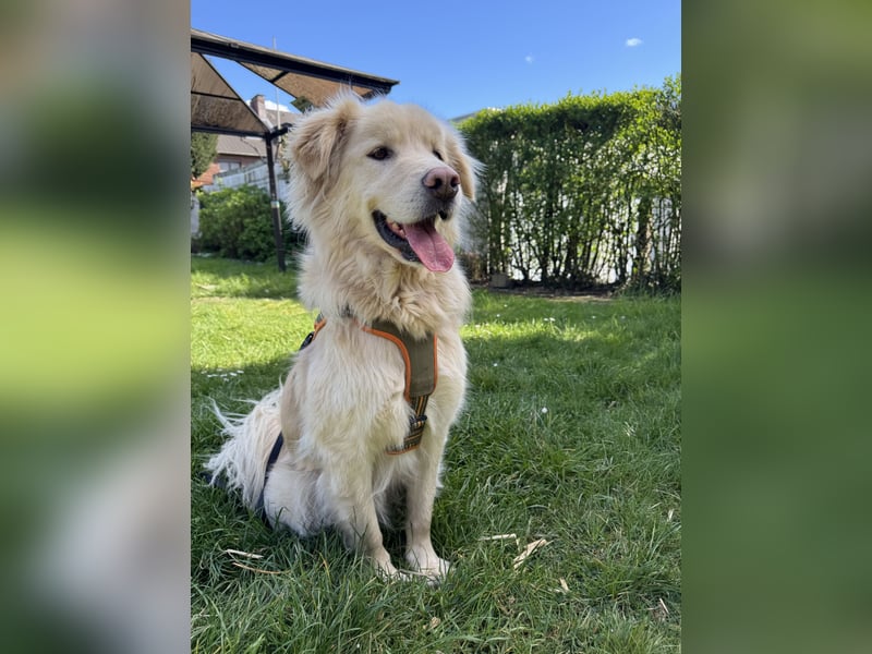 Kuscheljunge Medo sucht seine Familie!