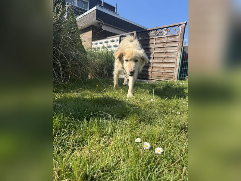 Kuscheljunge Medo sucht seine Familie!