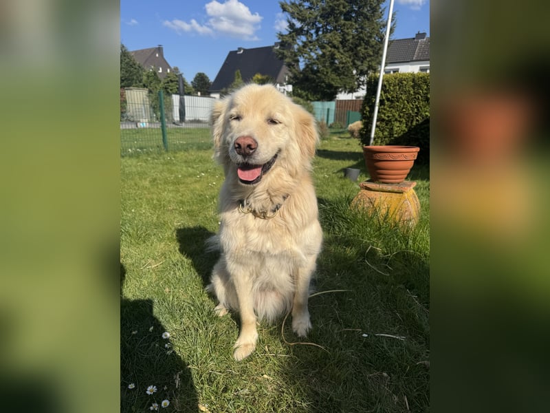 Kuscheljunge Medo sucht seine Familie!