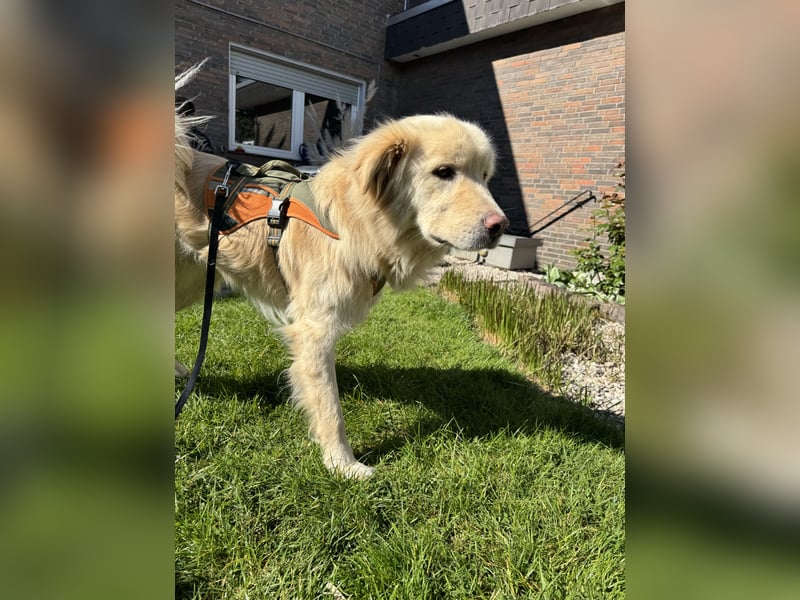 Kuscheljunge Medo sucht seine Familie!