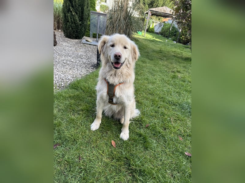 Kuscheljunge Medo sucht seine Familie!