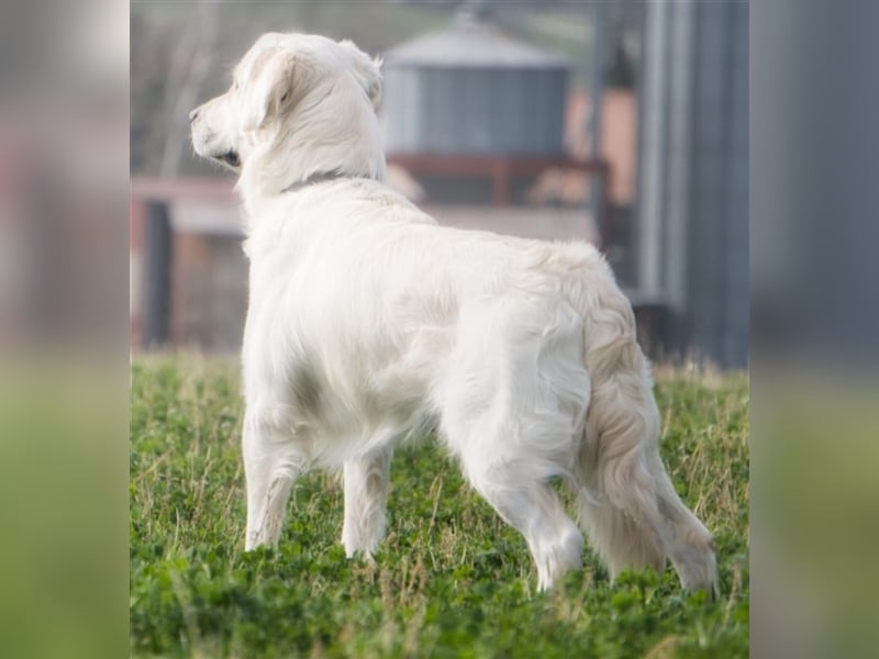 Golden Retriever Deckrüde ( kein Verkauf )