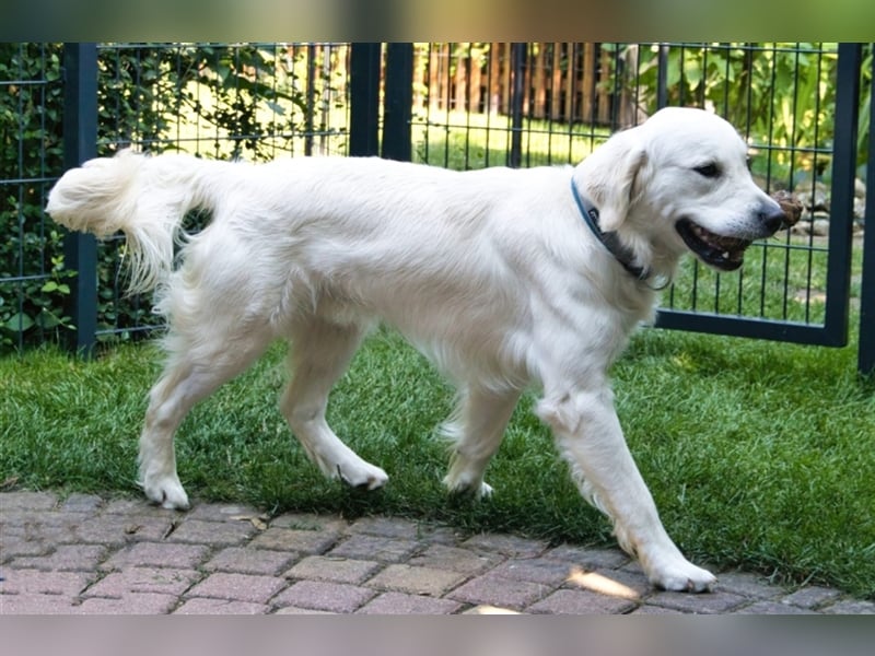 Golden Retriever Deckrüde ( kein Verkauf )
