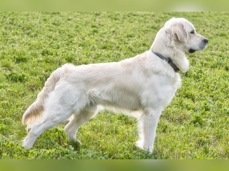 Golden Retriever Deckrüde ( kein Verkauf )