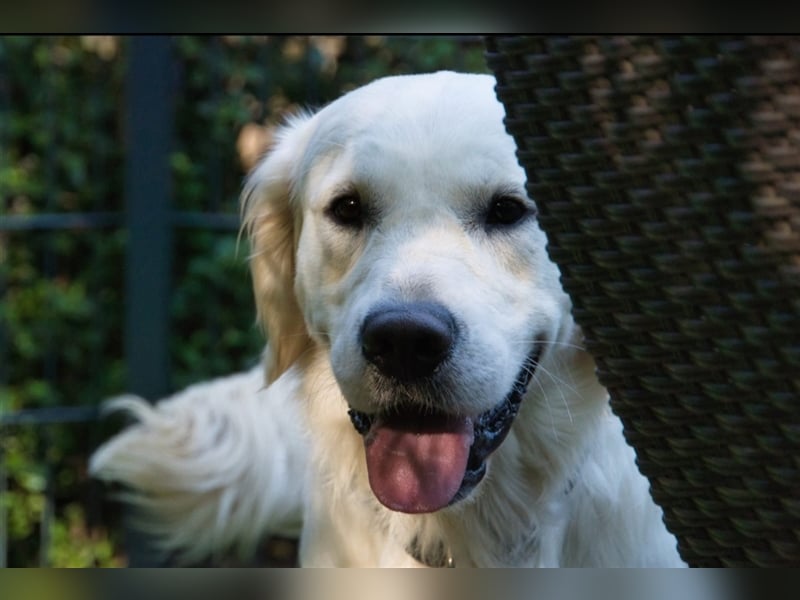 Golden Retriever Deckrüde ( kein Verkauf )