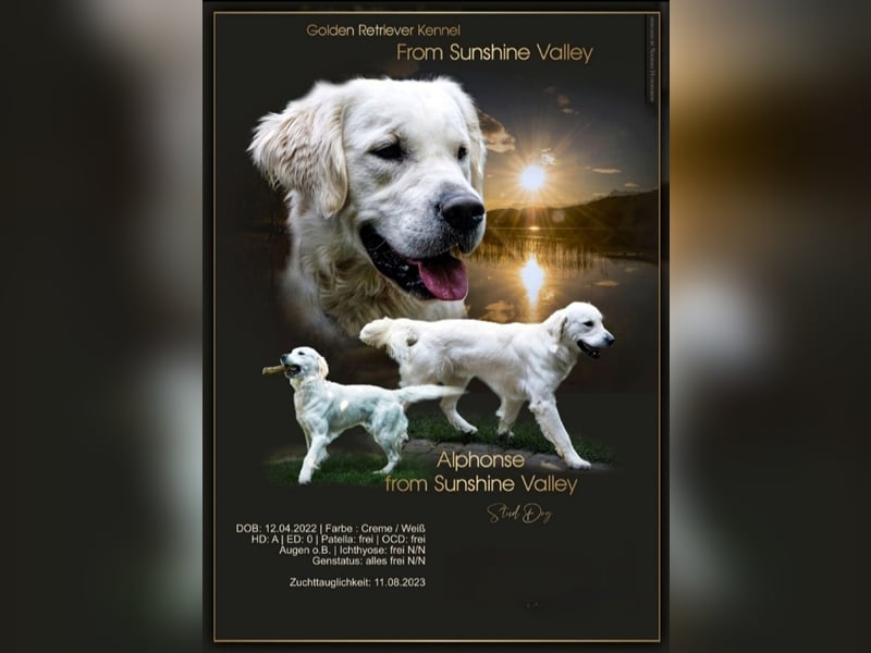 Golden Retriever Deckrüde ( kein Verkauf )