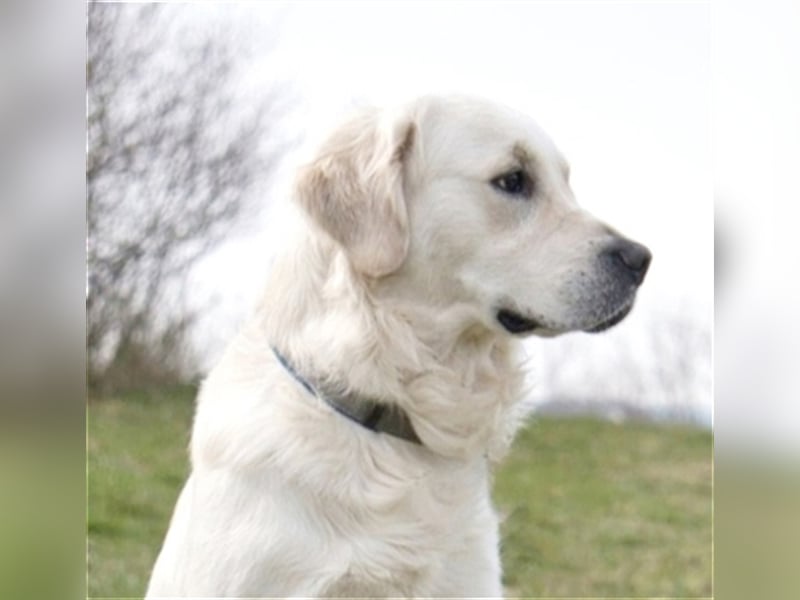 Golden Retriever Deckrüde ( kein Verkauf )