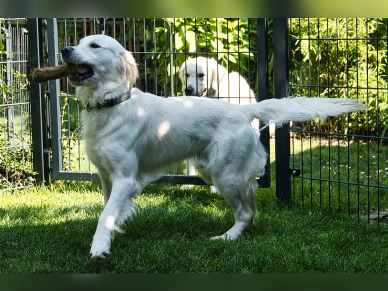 Golden Retriever Deckrüde ( kein Verkauf )