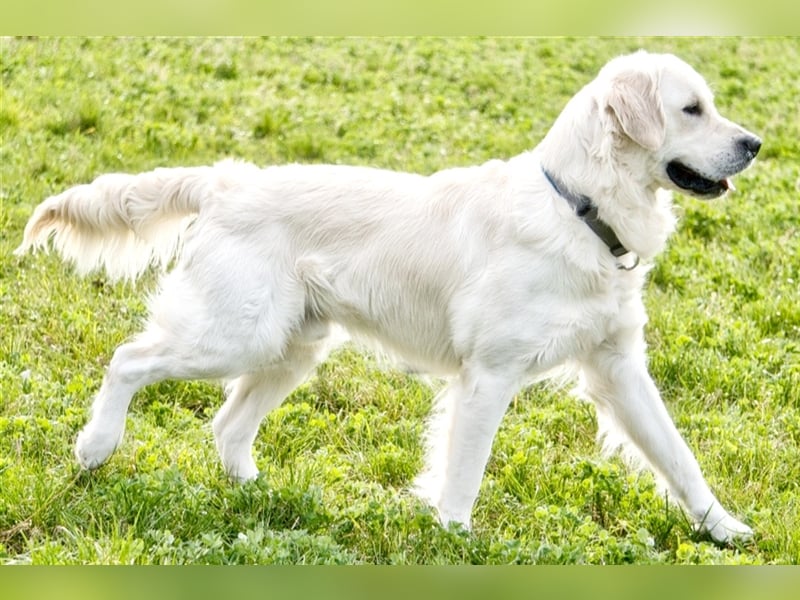 Golden Retriever Deckrüde ( kein Verkauf )