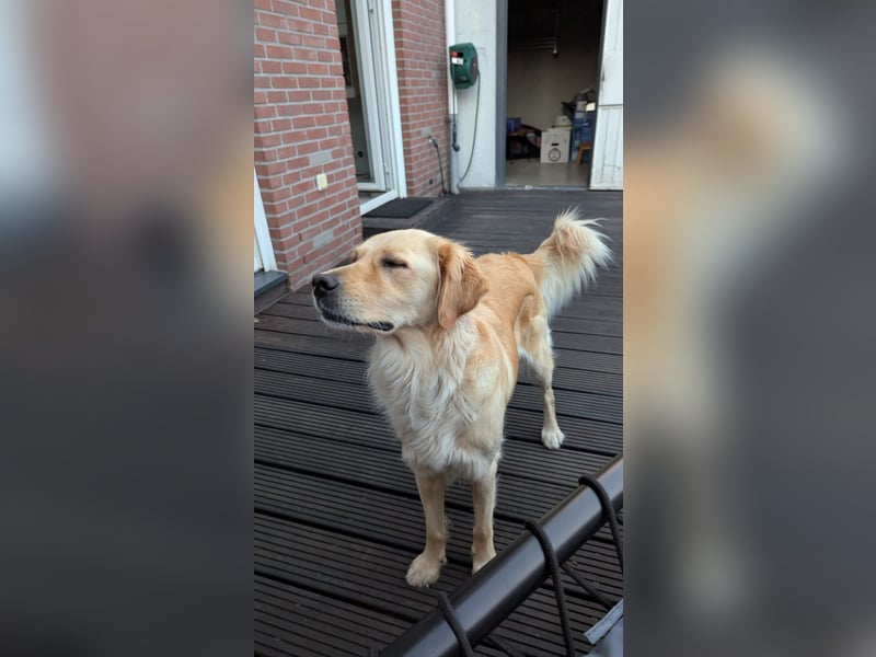 Golden Retriever Mix Hündin sucht ein neues Zuhause