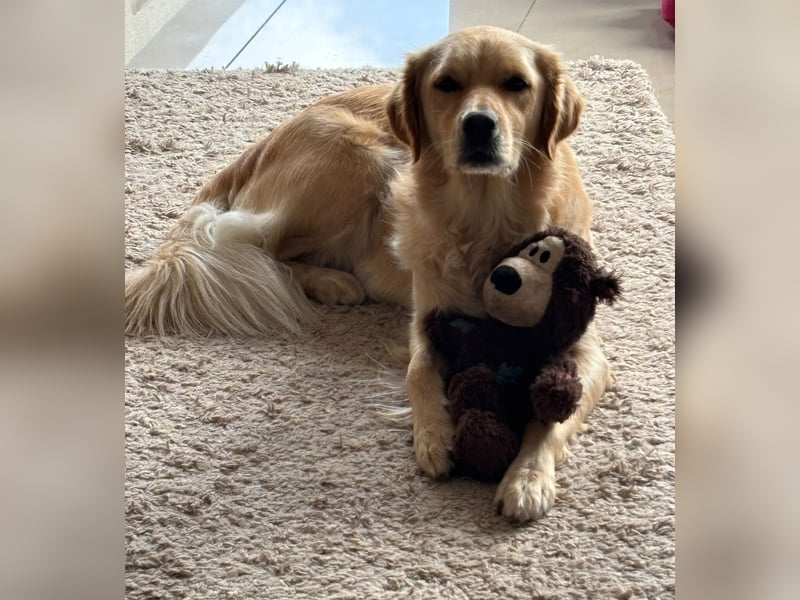 Golden Retriever Mix Hündin sucht ein neues Zuhause