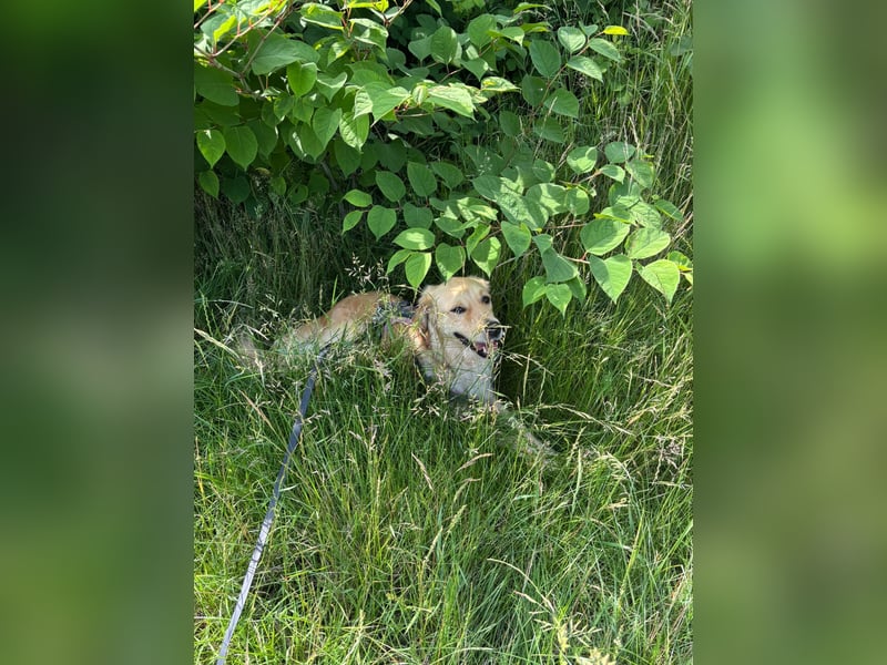 Golden Retriever Mix Hündin sucht ein neues Zuhause